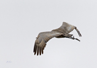 Sandhill Crane 3668